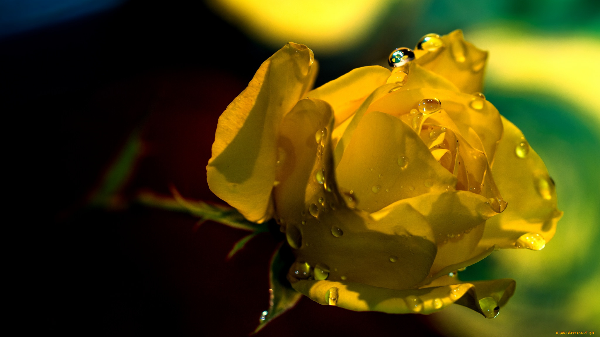 �����, ����, ����